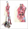 MODELO MUSCULAR BISSEXUAL TGD-4001